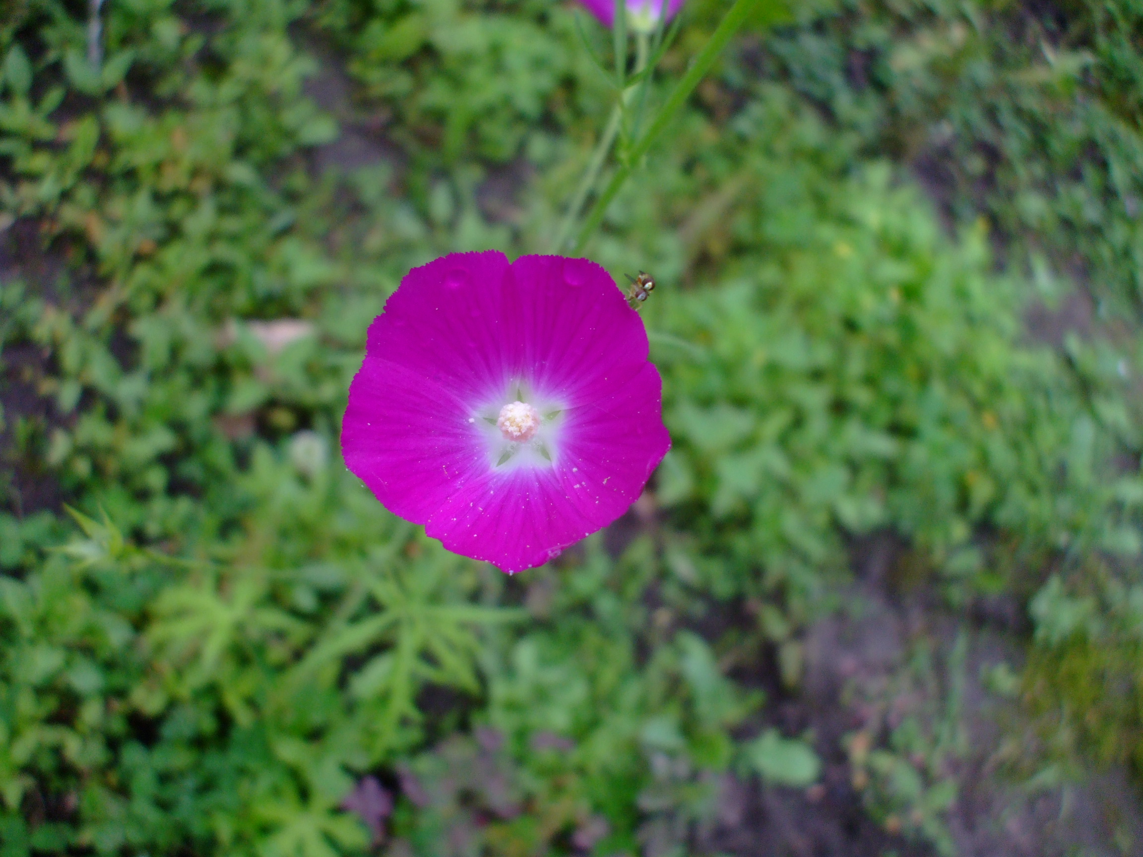 Callirhoe leiocarpa